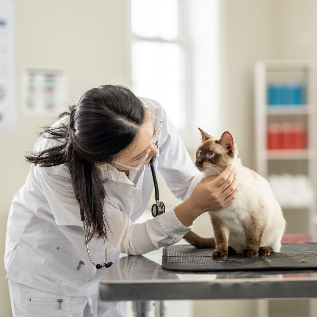 Today on #WorldAnimalVaccinationDay, be sure to check if your pets’ vaccinations are up to date! Vaccines play an important role in protecting the health of our beloved pets, and our health– especially when it comes to diseases like rabies. bit.ly/3W8aBNc