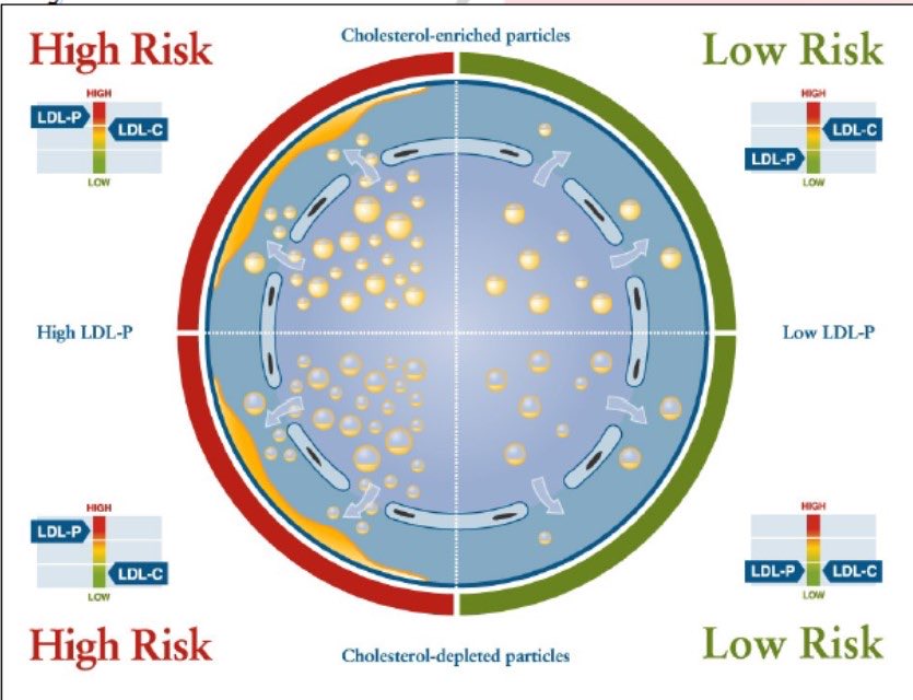 LDL-P (Low-Density Lipoprotein Particle Number) is increasingly being recognized as an important factor in assessing cardiovascular risk and guiding treatment decisions in lipid management. 1/5