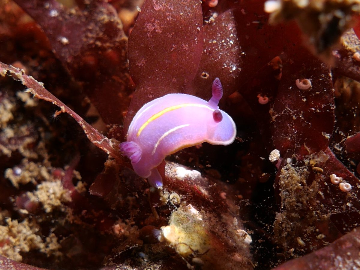 Felimida macfarlandi - MacFarland's Chromodorid Nudibranch - Point Loma, California