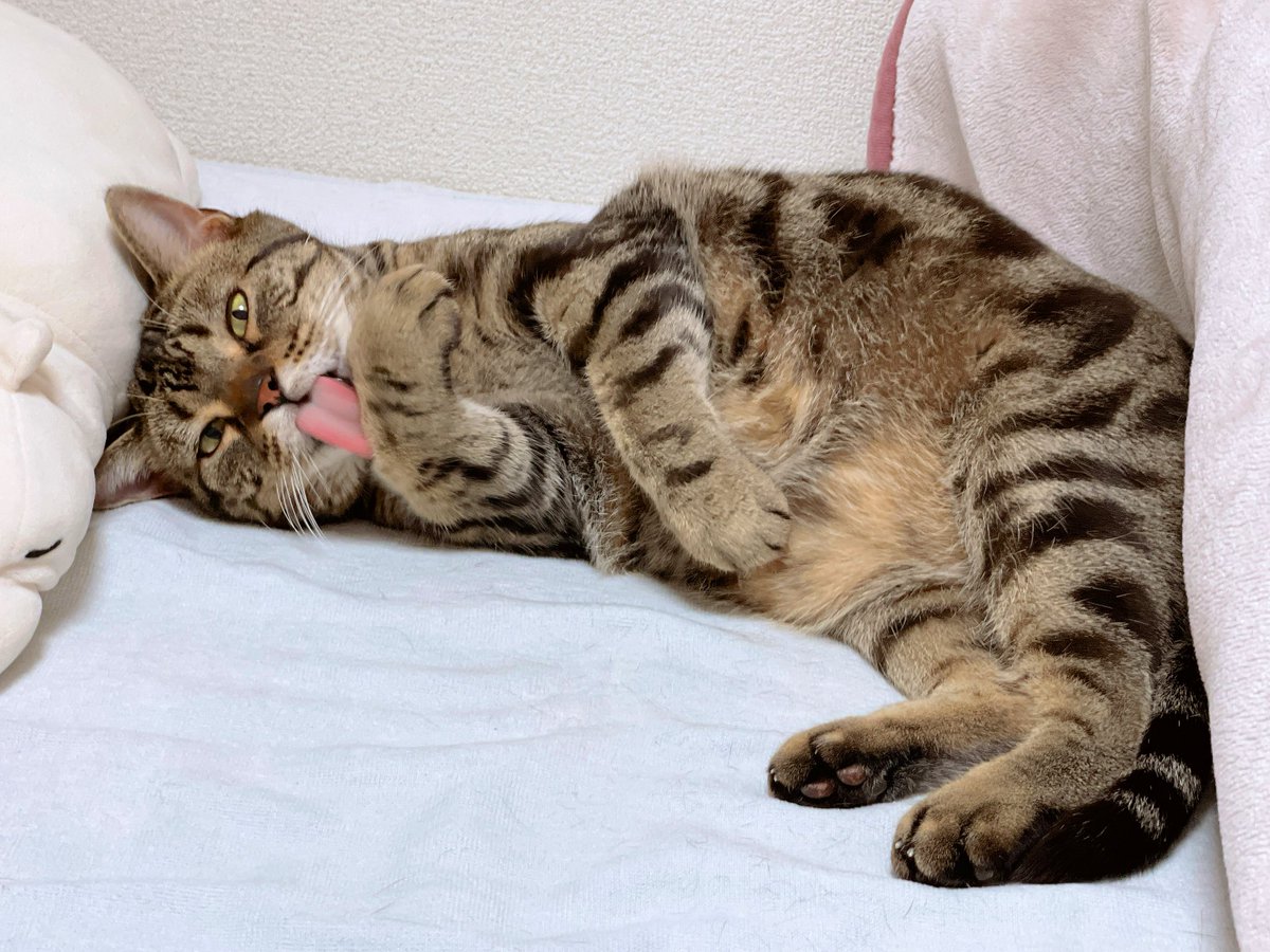 最近はベッドを占領されていて
私1:コタ3の割合
体の大きさ考えても占有率逆よね
とは言え可愛いのでどんなに狭くてもこのしあわせを優先してしまう♡おやすみ〜⭐️