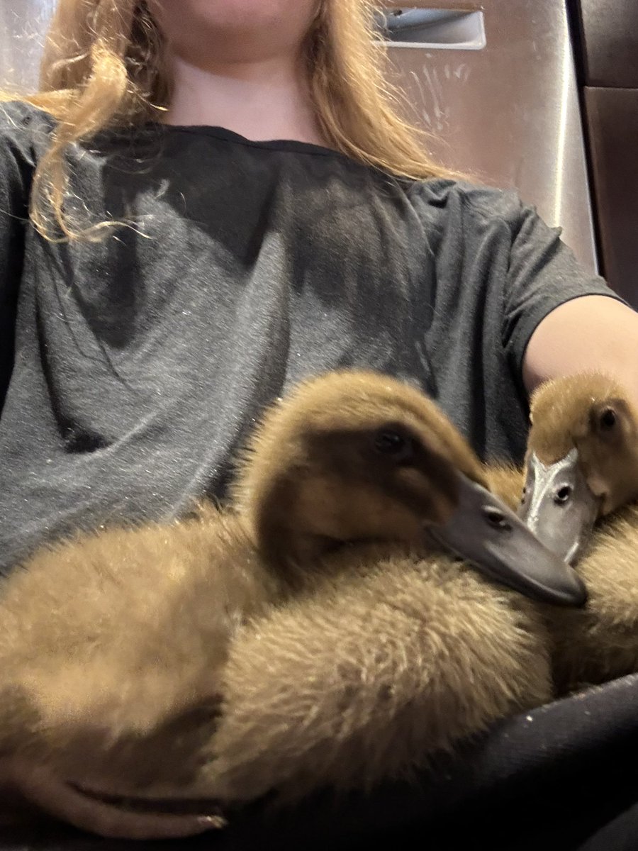 Got a puddle of ducklings sitting on me. I can’t move now I guess