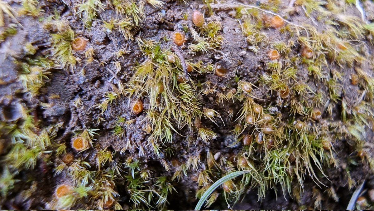Jamiewa50042387's tweet photo. Lamprospora pseudoarvensis,on Pleuridium,on the bear earth of a rabbit burrow today on British camp on the Malvern Hills ,third ever uk record for this Bryoparasitic Pezizal sp . https://t.co/sB3F8F5b7w