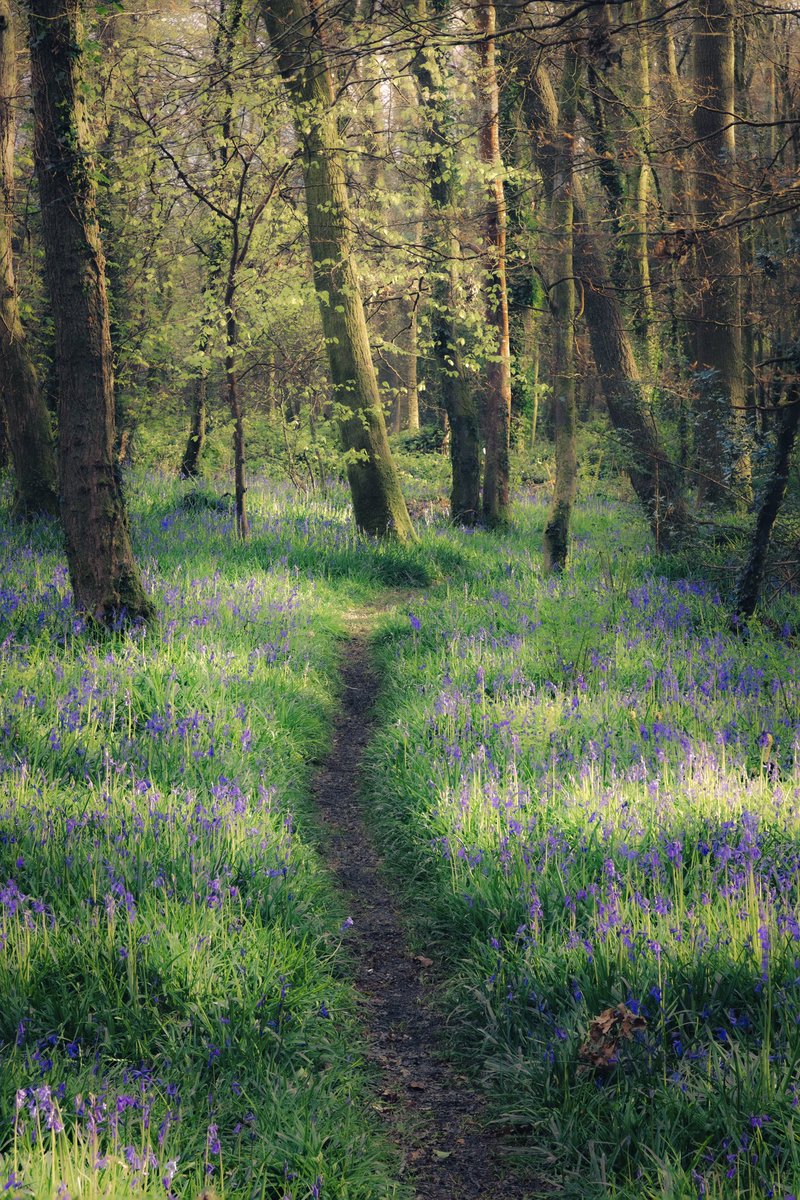 Spring has sprung in Pendarves woods in Cornwall. #cornwall #photography #trees #bluebells