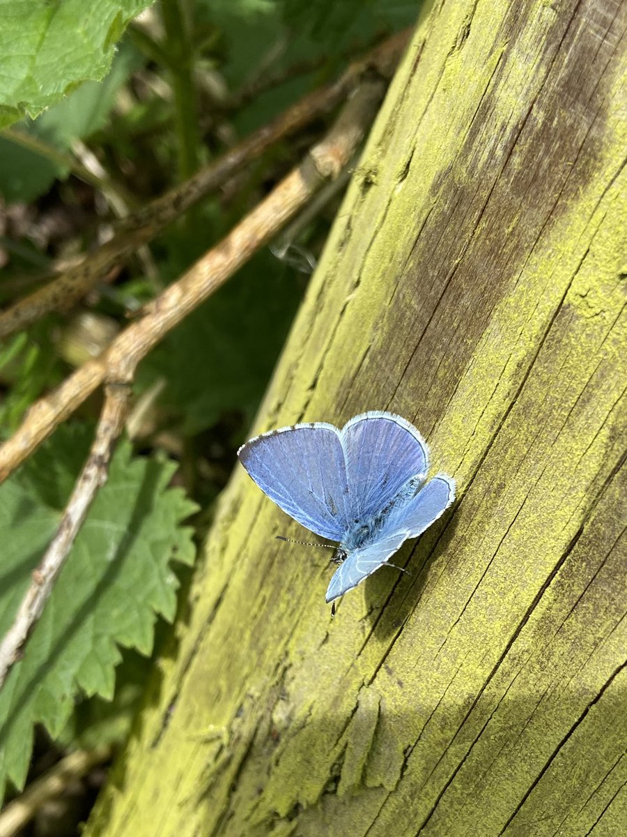 Lots of Holly Blue #Butterflies along the paths at work. This male was sheltering from the wind on a fence post. @savebutterflies @BC_Norfolk