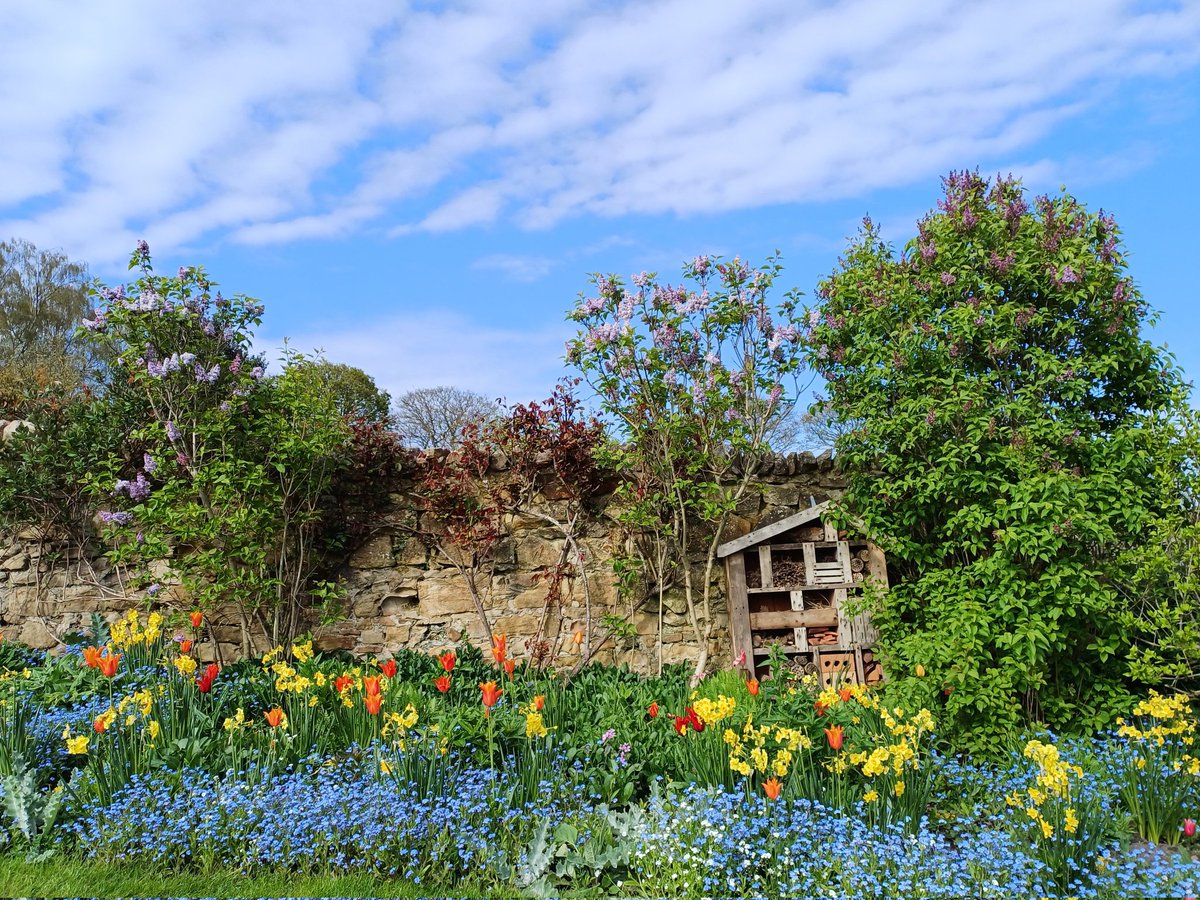 #Spring #Tulips #Sky #Clouds #BlueSky #CountyDurham @NT_TheNorth #BlossomWatch Blossom at Crook Hall Gardens #Durham #NorthEast 20.04.24