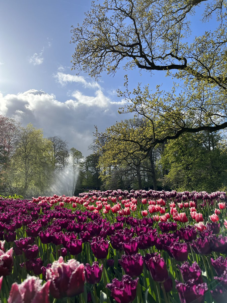 Keukenhof, Netherlands 🇳🇱