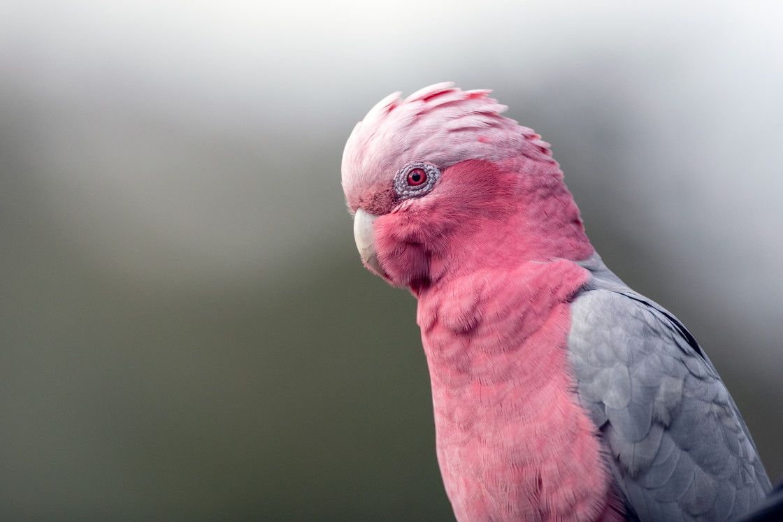 'Female Galah' by Diana Anderse ⁠ 📷: buff.ly/3Ujlvyh ⁠ #Picfair⁠ ⁠ _⁠ ⁠ Create your Picfair store today and join over 1,000,000 #Photographers selling their photos with their own website!⁠ _⁠ ⁠ #photo #photooftheday