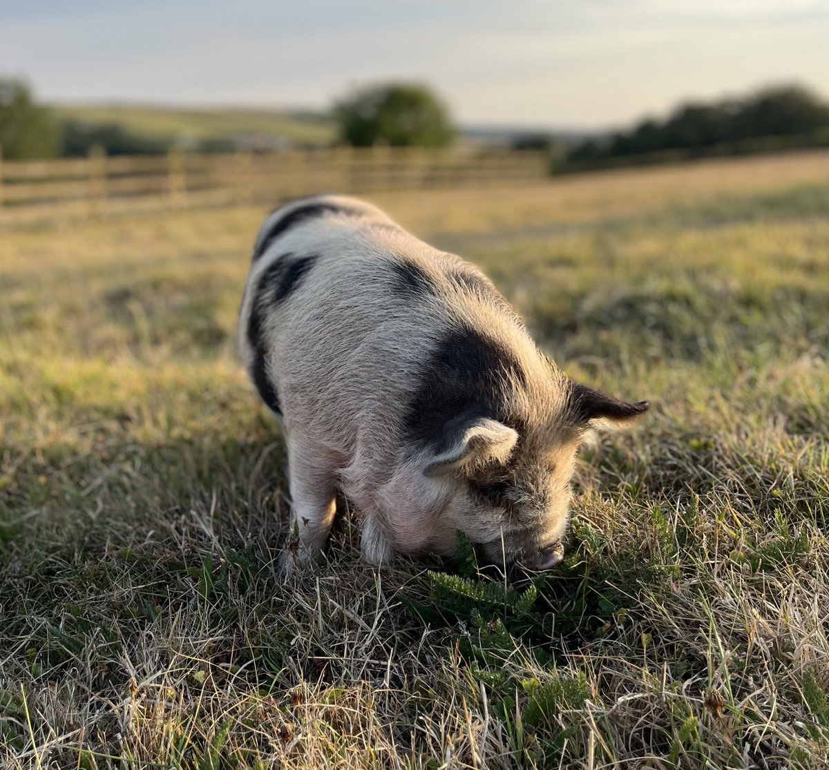 My column for Times Environment on plant-based cuisine, the planet and a very affable pig, pictured below 📝 link.thetimes.co.uk/view/62e2a8a33…