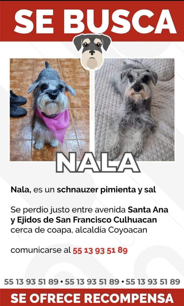 #EXTRAVIADA Nala, Schnauzer sal y pimienta en Ejidos de San Francisco Culhuacán, cerca de Santa Ana, Avante y Coapa, en Alc. Coyoacán, CDMX. No trae collar. Tiene el corte de la foto. Contacto 55 1393 5189. Por favor, compartan para que regrese a casa!