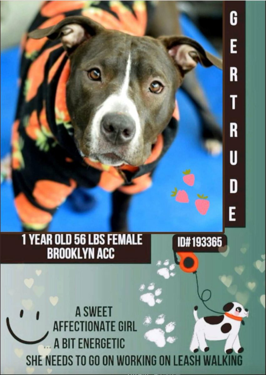🆘️ Kill Command GERTRUDE 1yr 🆘️ Found Stray💔Loving affectionate playful pup needs #Foster #Adopter ASAP ❌ Dm @CathyPolicky @SuzanneSugar 🙏 Rt Share #Pledge Save GERTRUDE 💔 #FostersSaveLives #NYCACC 🆘️