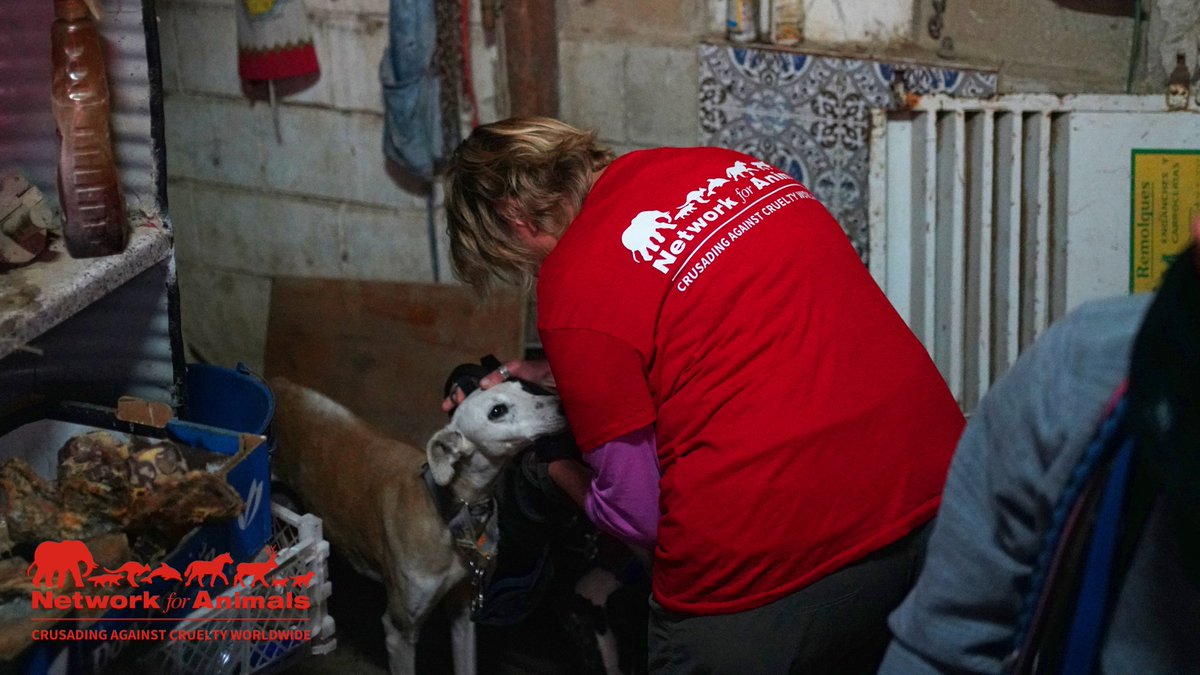 Hunting might be a #Spanishtradition, but ruthlessly killing 60,000 dogs a year shouldn't be. Support our mission to rescue abused & abandoned Spanish #greyhounds (#Galgos), while fighting for the legal protection they deserve, today: bit.ly/NFA_SGA04L. #NFASpanishGalgos