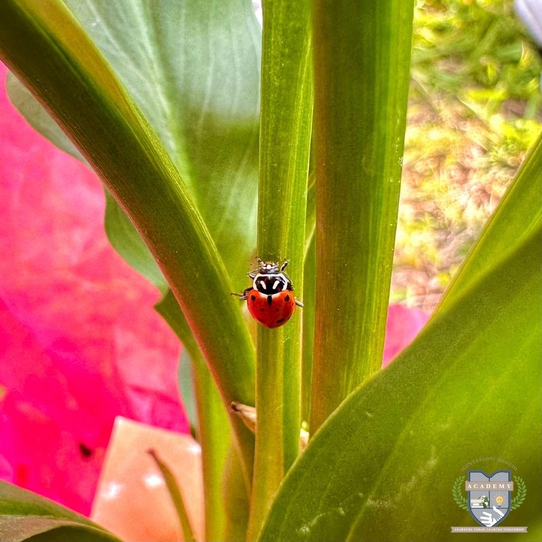 The ladybug release brought so much joy! If you enjoyed that, get ready for what we have planned for the latter half of Life Cycle month!

#SugarLandPrivateEducation #MontessoriEducation #ReggioEmilia #EarlyChildhoodEducation #CogniaAccredited #HoustonsBest #HoustonsBestOfTheBest