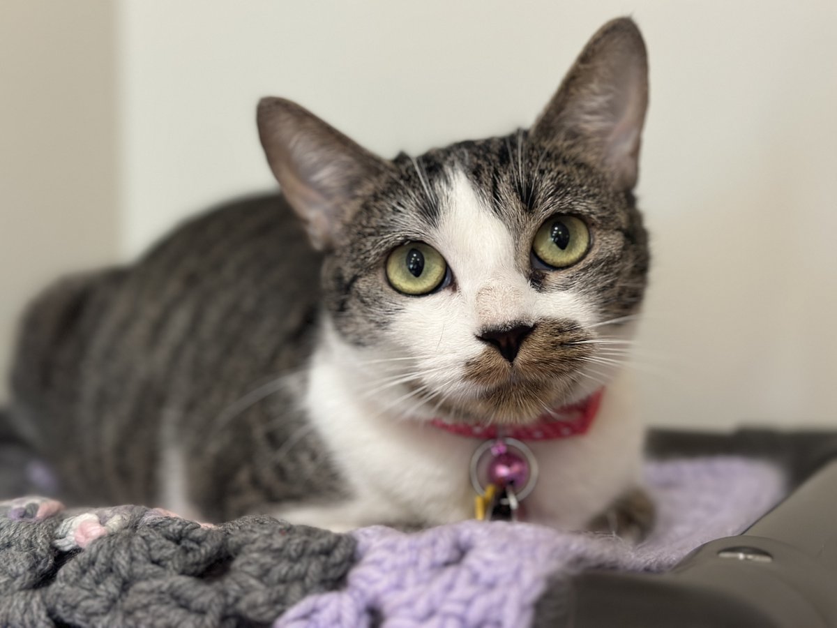 Dutiful one-year-old Hydee (#PR0516) was rescued alongside her kittens and brought to us to make sure they were safe and sound. This grateful lady would be thrilled to renew her kitten spirit as the only pet in home. #GetYourRescueOn #Adopt #Cat #Pets #BiancasFurryFriends