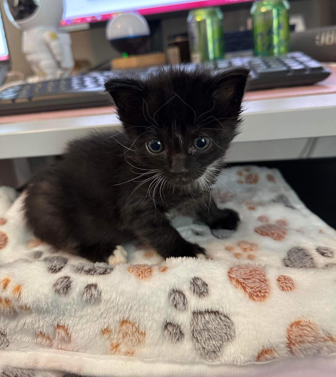 #LifeInTheFosterhood
Perks of working from home 💕
PURRlease supPAWrt our mission for #BDOG2024 on May 02 to help with the #tinybutmighty like this cutie!  
bigdayofgiving.org/organization/i…
#adoptdontshop #kittens #gratitude #fosters2024