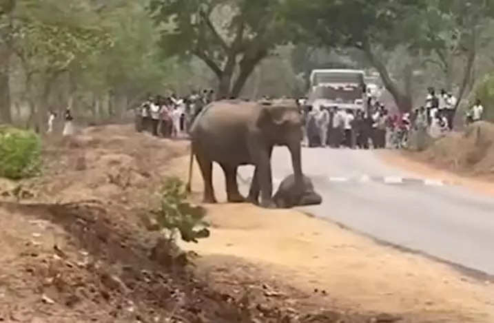 Grieving jumbo refuses to leave its baby's carcass, traffic held up inside Bandipur Tiger Reserve bit.ly/44bVu7s
#bengalurudaily