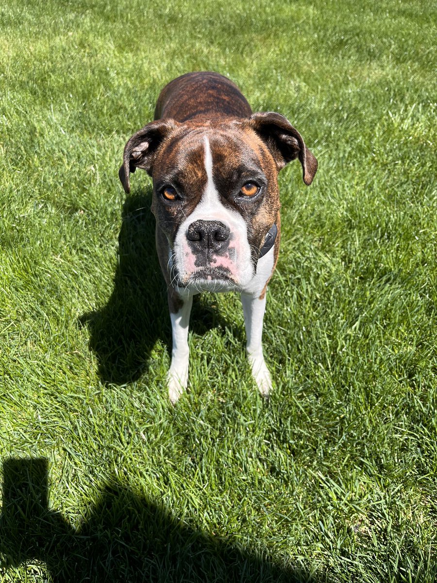 Boy, if looks could kill! I stole her toy, not amused 😆😆😆