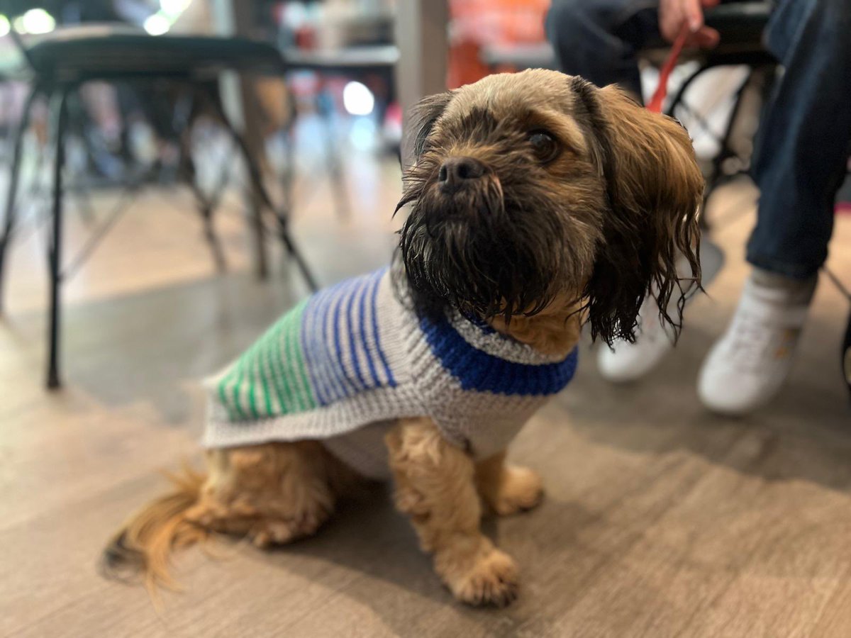 MEmployAble's tweet photo. A very stylish customer, Chocolate, strutted her stuff in the Café today, wearing her new doggy jumper from our Gift Corner 😍
#stylishpup #giftcorner #cafeonthecommon https://t.co/jv5QRNQA5D