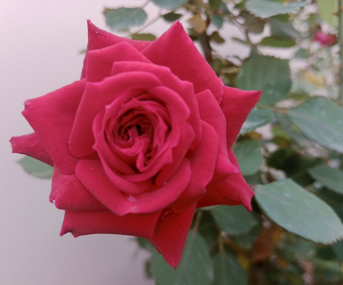 whirlpool of love! #mykitchengarden #roses #nature #vibes #love