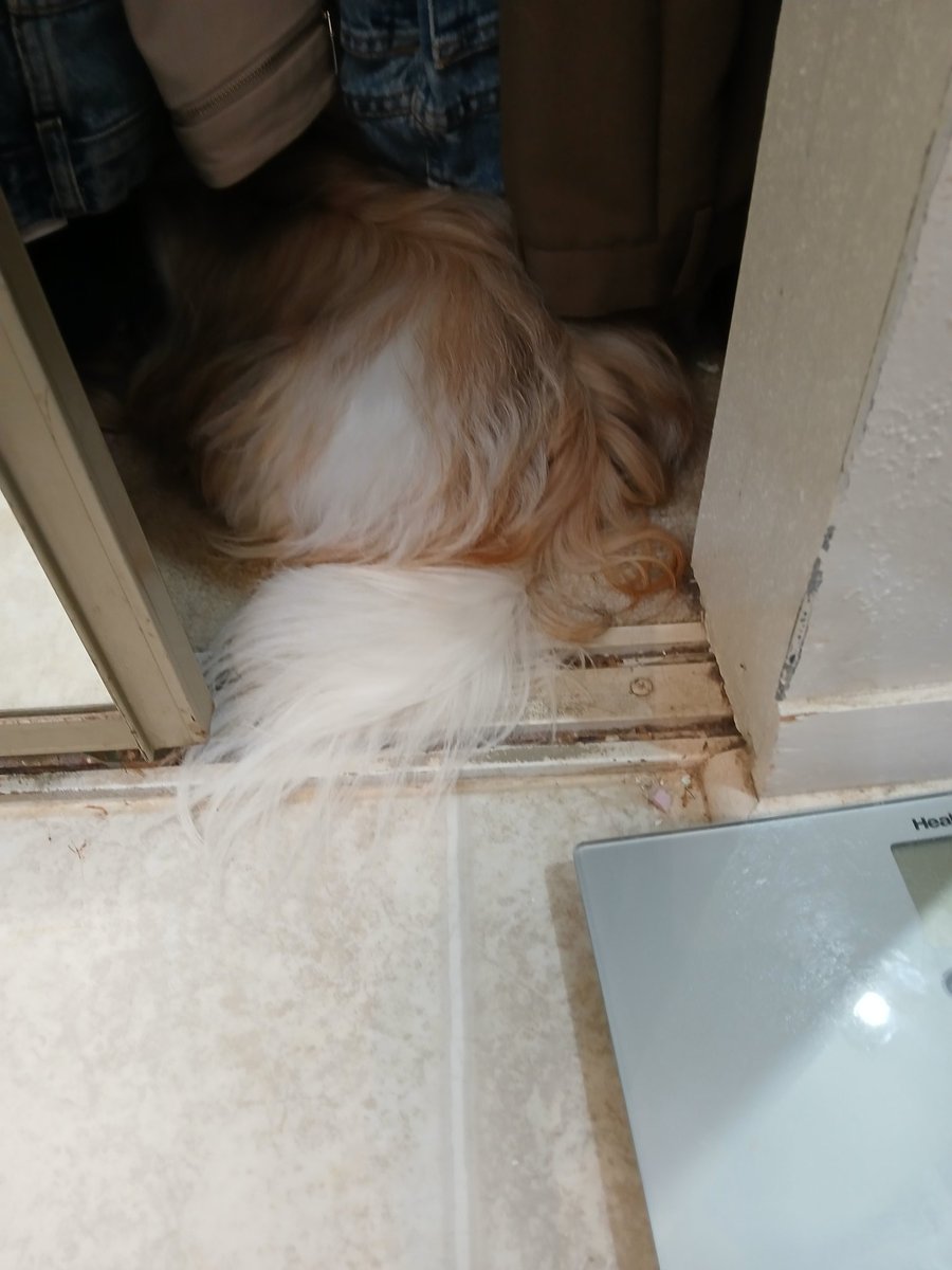 Me NOT talkin to yuz! BAD MOMMY! Her wash me toyz. Her said they needz cleanin, 😤 Me took her hairbruzh & house shoe! That will teach her leazn. @ZSHQ #SaturdayMood #PuppyoftheDay #PuppyLove #Shihtzh #BAD #mad #Dog #puppy #SaturdayMood #Upset