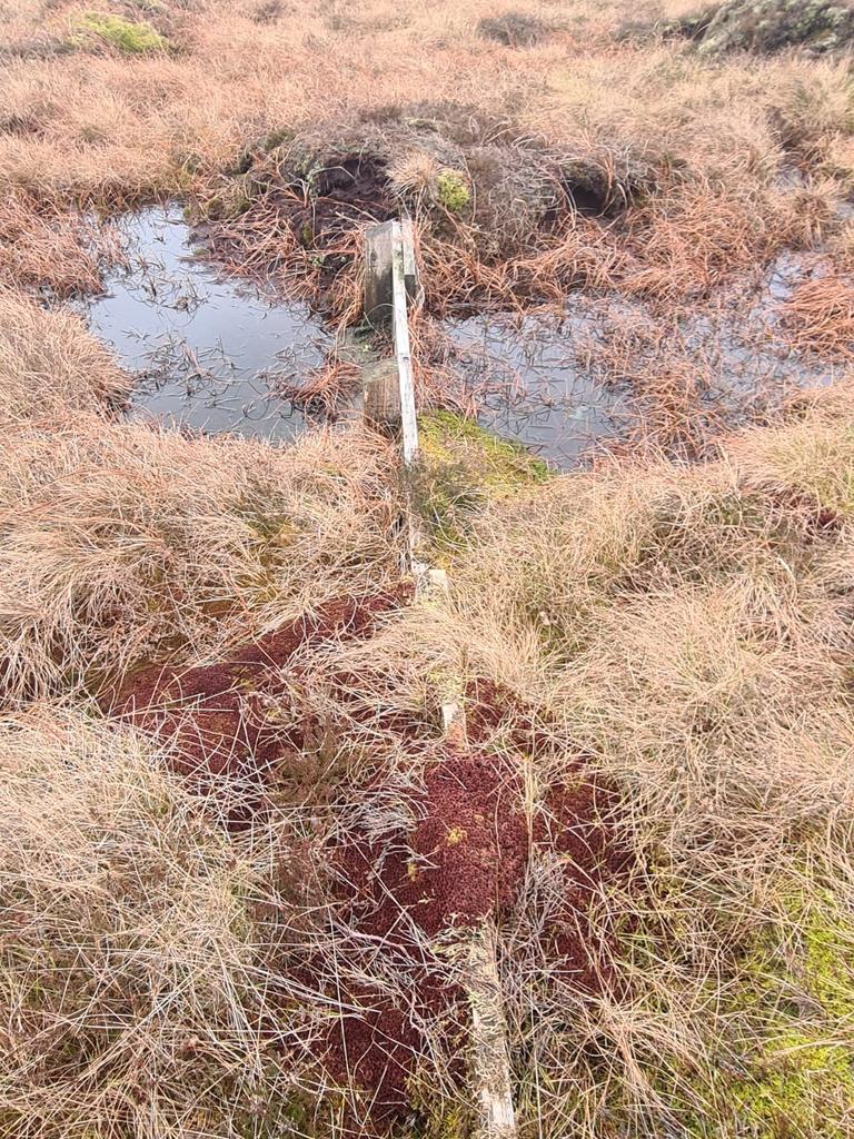 Always great to see our interventions (in this case timber dams) starting to disappear under sphagnum... #GreatNorthBog