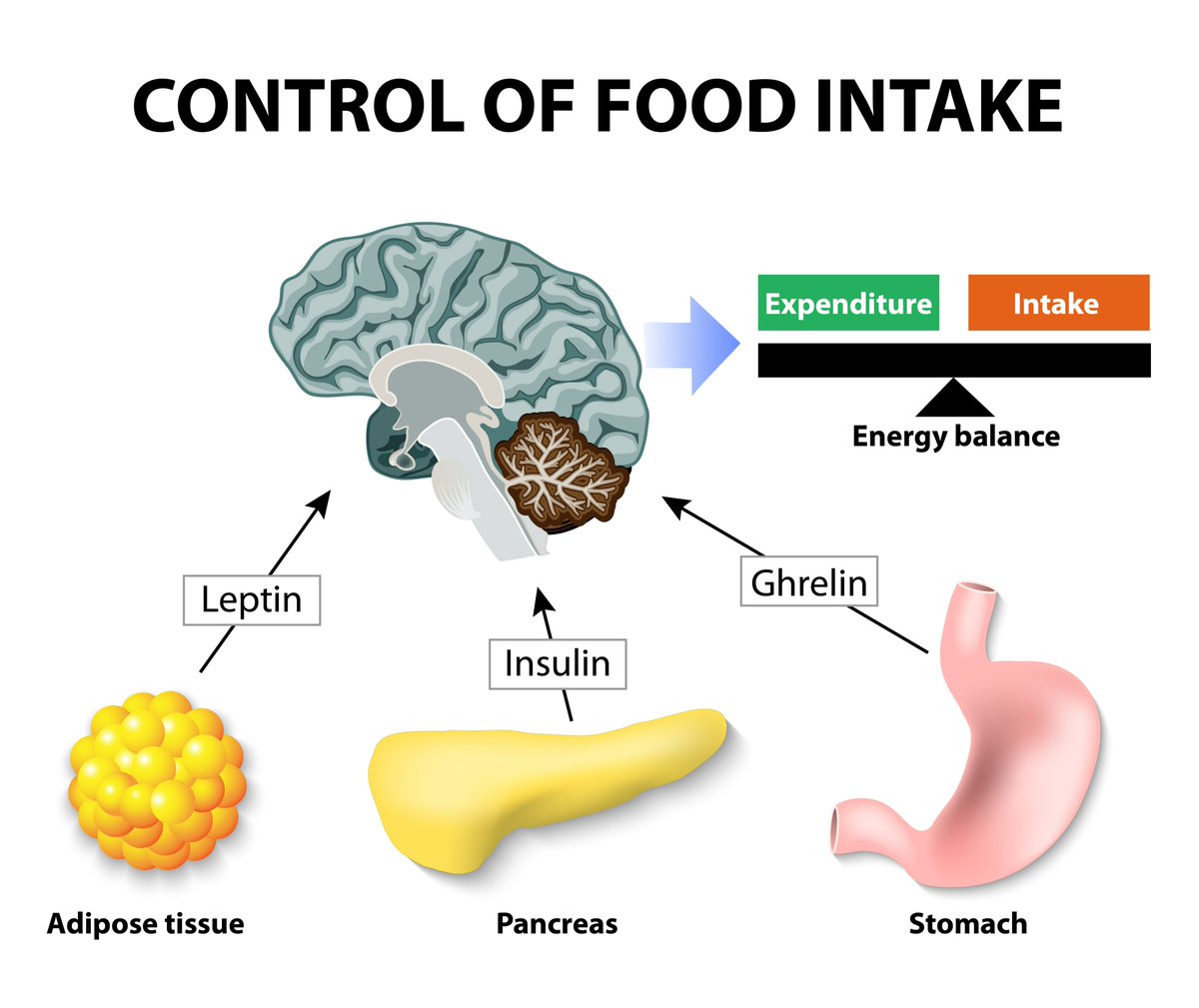 hormonedietdoc's tweet photo. Learn about your hormones. It can help you make better choices.  

Let's talk about the fascinating duo of Leptin and Ghrelin. These two hormones are like a tag team wrestling match inside your body, fighting over your appetite and weight gain.  

Leptin, the superhero, swoops in to save the day by telling your brain, "Hey, we got enough fat stored, no need to eat like there's a food apocalypse!" It suppresses your appetite, and you feel all satisfied and content.  

But wait, here comes Ghrelin, the mischievous villain. It whispers in your brain, "I know you just ate, but how about a second round? " It's the sneaky hormone that makes your tummy rumble and convinces you that you're perpetually hungry.  

Now, here's where things can get tricky. Sometimes, your brain becomes immune to leptin's superhero powers. It's like the boy who cried wolf—your brain just stops listening to leptin's cries of "stop eating!" This condition is called leptin resistance, and it can lead to chronic overeating and weight gain.  

And let's not forget the role of your sleep and eating habits. Mess up your sleep schedule, and ghrelin goes bonkers, making you feel hungry at odd hours. Don't eat enough protein and healthy fats and ghrelin's mischief gets even worse, pushing you to gobble up everything in sight.  

Understanding these hormone hijinks can help you take charge. Balancing your diet by eating #LCHPMF, getting enough sleep, and doing some intermittent fasting can outsmart these hormonal tricksters and keep your appetite and weight in check. 

So, embrace the power of knowledge, and conquer the relentless leptin-ghrelin duo #keto #carnivore #lowcarb #today #hormones #weightloss