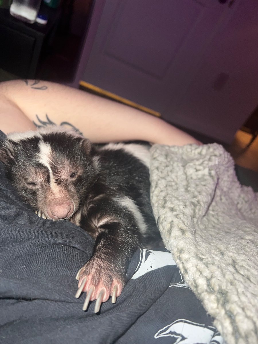 it was my birthday this past week (as is everyone else’s, happy birthday everyone:)) here’s buzzsaw cuddling with me :)