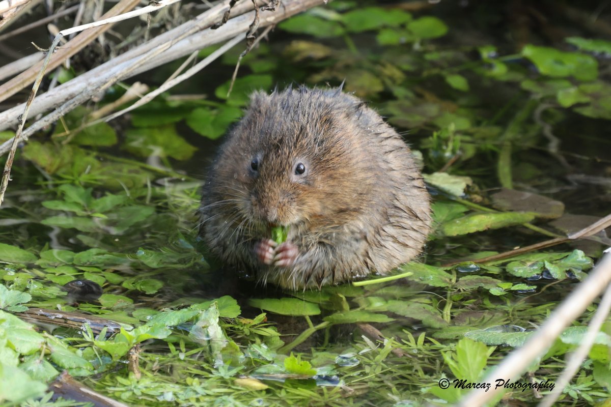 Really pleased to have fantastic views of a Water Vole, feeding on False Watercress, on Grovelands in Warminster this afternoon. @WiltsWildlife @WaterVole @SpiresEcology @Natures_Voice @PTES @Mammal_Society @WiltsMammalGp