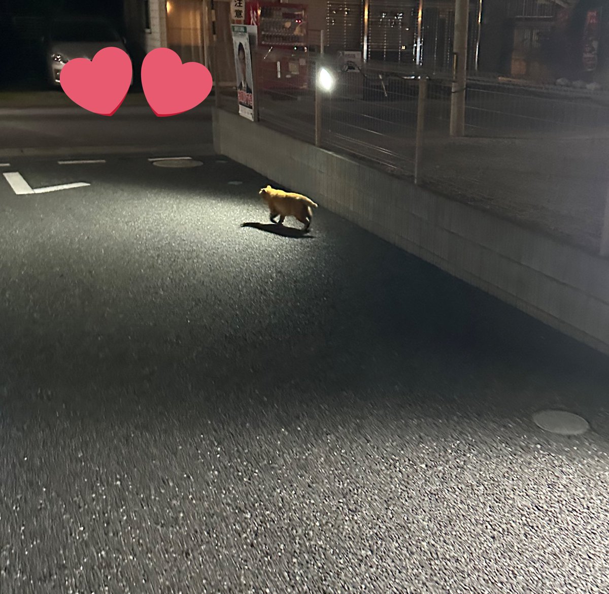 kaoru_AIR's tweet photo. 自宅前にヌコいたんっ🐈 https://t.co/vavUtHJsC1