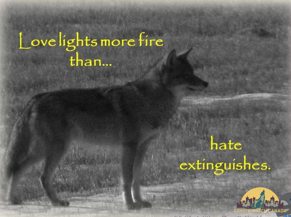 📷 Bobbie Johnston | Coyote Watch Canada Quote | Ella Wheeler Wilcox, American author and poet #carnivores #compassionateconservation #bekind #ethics #wildlife #advocacy #keystone #canids #carnivores #canidae