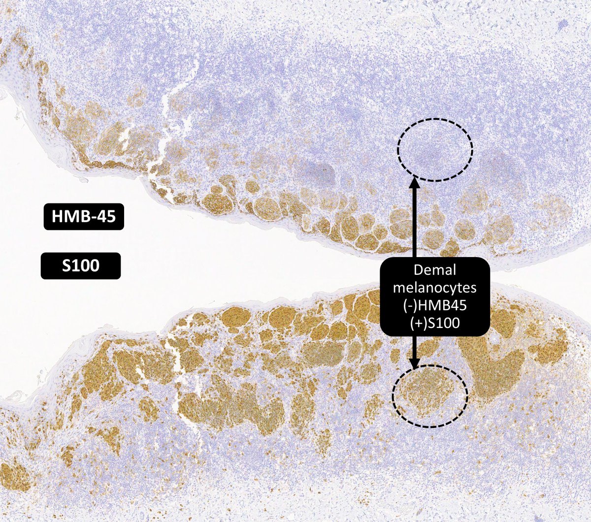 DrCycloPath tweet picture