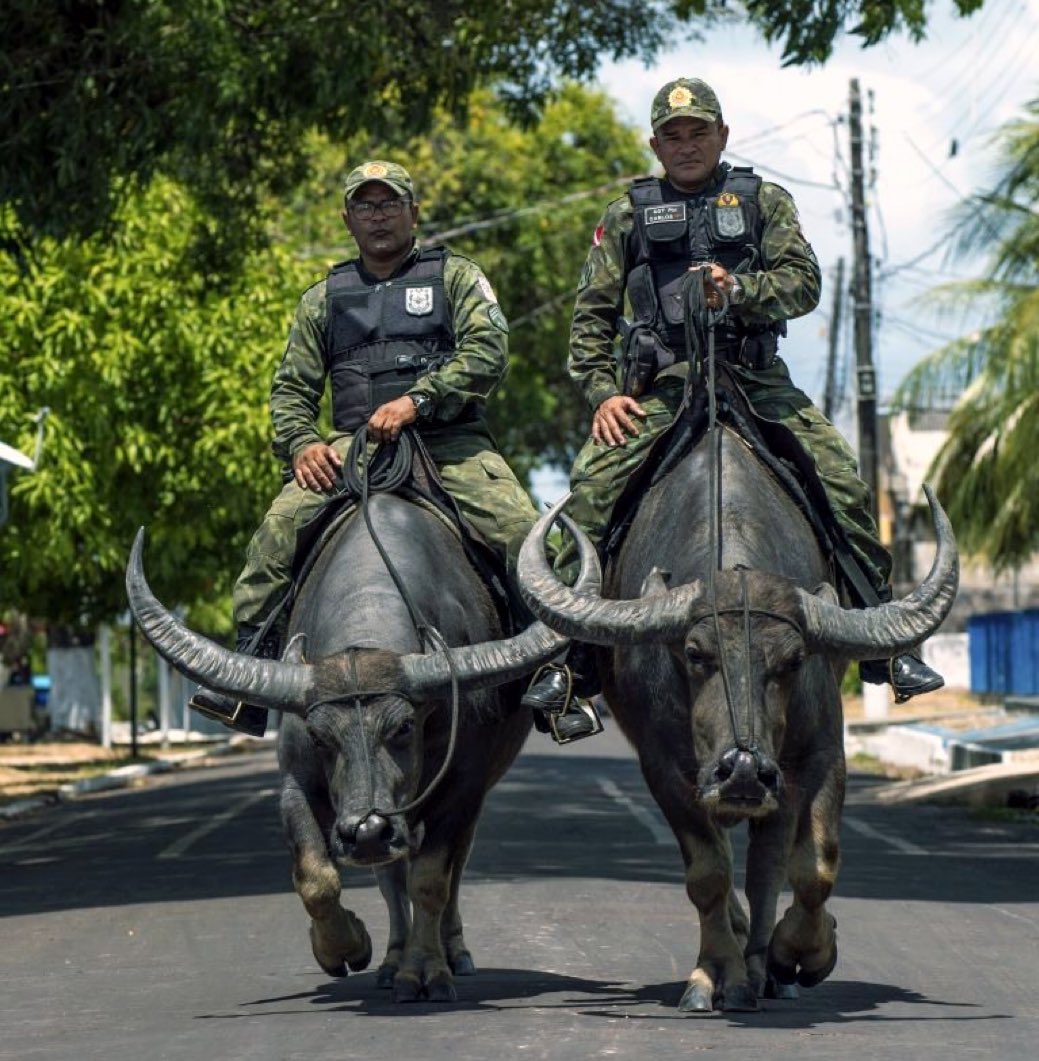 شرطة مدينة ماراجو في البرازيل  🇧🇷'
 تصلح لتفريق المظاهرات الاخونجية.