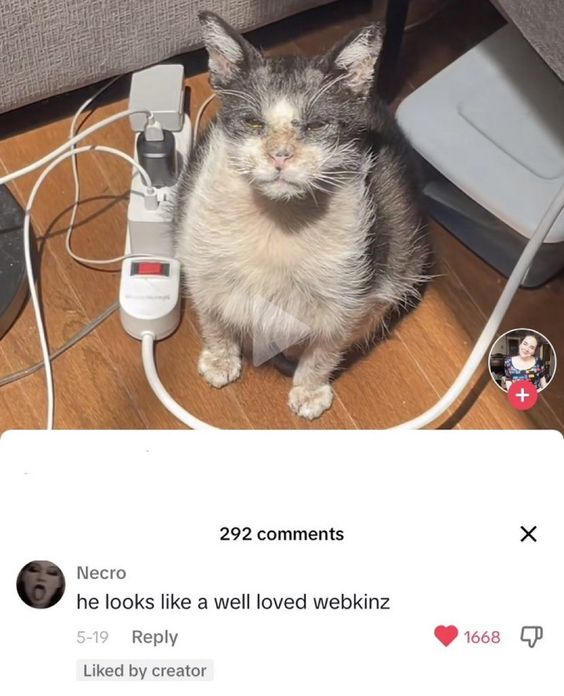 DontShowYourCat's tweet photo. https://t.co/Me6TVkorJC