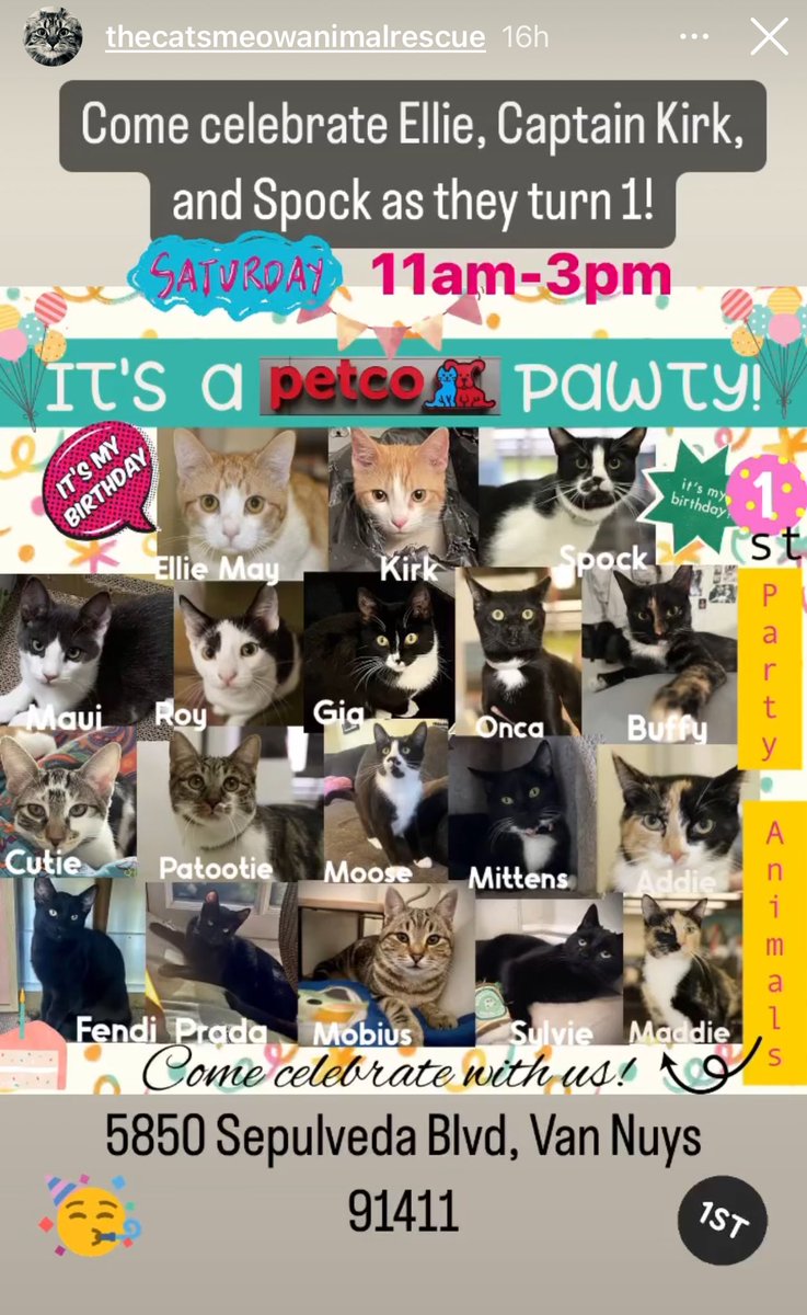 Friends! Come celebrate Caturday with us at the Van Nuys, CA Petco adoption event today from 11:00 am until 3:00 pm

Ellie and our Star Trek kitties are celebrating their 1st birthday! 🥳

#LosAngeles #SoCal #Caturday 
#SaturdayVibes #XCats #CatsOfX