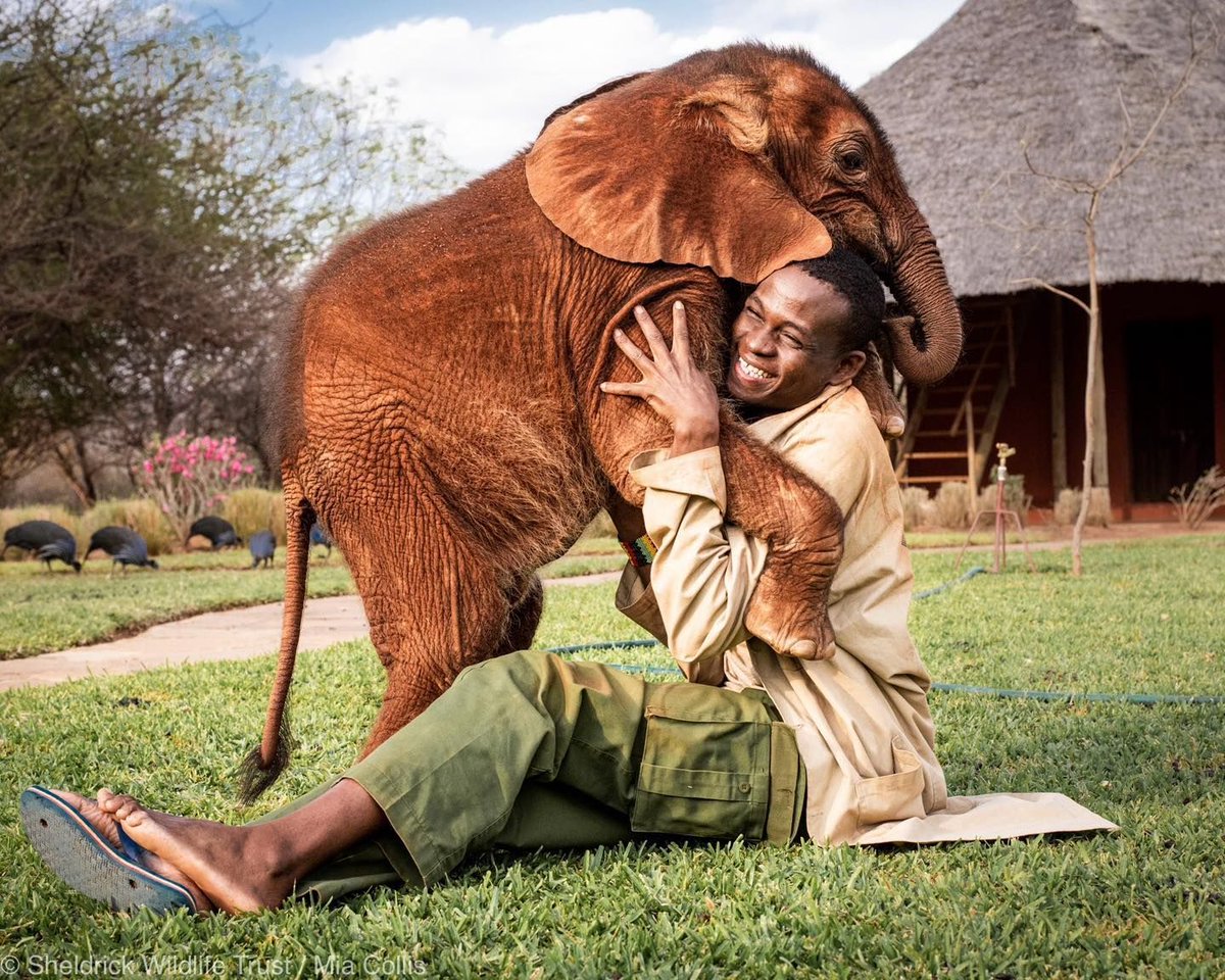 One of Toto’s favourite things is spending time with the people he loves, in particular Keeper Joseph who has raised him since he was a newborn. Joseph feels the same way & is always available for a trunk hug for his special friend! Fall in love with Toto: sheldrickwildlifetrust.org/orphans/toto