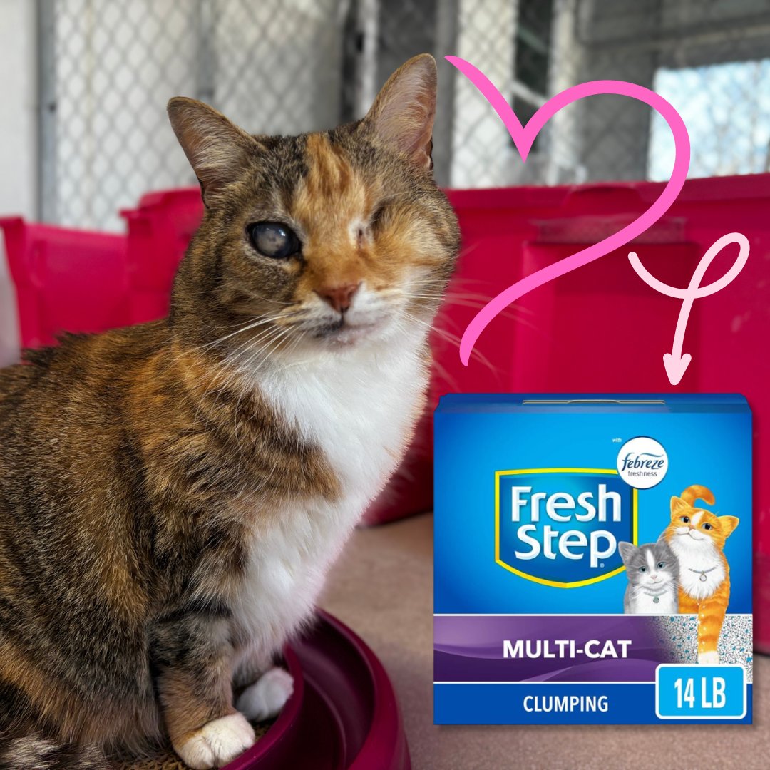 Please consider helping the blind, FIV & leukemia-positive cats here at Blind Cat Rescue by purchasing the wonderful gift of litter from one of our wishlists! Amazon: amzn.to/416Ecpm Chewy: bit.ly/3Ewp9MP Walmart: bit.ly/3U2QMnG Thank you so much!💙😻🐾