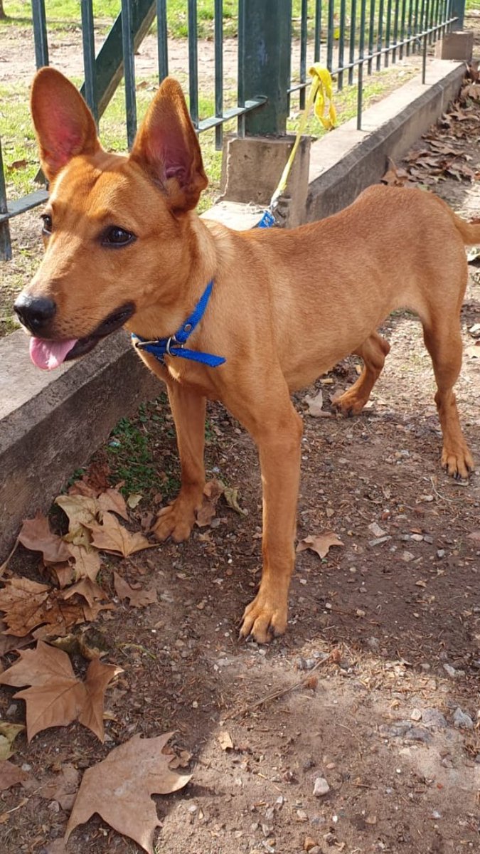 laurasa321368's tweet photo. Acá esta "Mireya" 
Hoy la llevamos a Parque Centenario para conseguirle adoptante. Como todos saben la dejaron abandonada a su suerte ayer en Liniers, Caba.
Buscamos un buen adoptante para ella y pueda ser feliz. Gracias !! No 👇 https://t.co/OE8CGfgaId