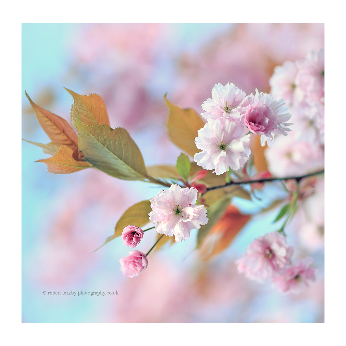 Blossom ~ Halifax, Yorkshire #spring