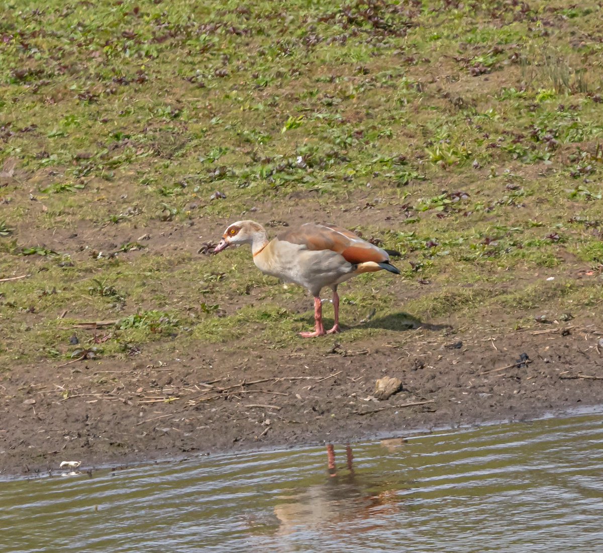 Spolvilla's tweet photo. Made the most of the sun today @ladywalk_nr. Was hoping for a warbler fest but they were well hidden! Heard Blackcap, Reed, Willow and Whitethroat but not spotted. Plenty of other cracking birds tho - highlights LRP, Little Egret, Common Sand, Goosander. With @OriginalQwerty https://t.co/5RMeDCMO5m