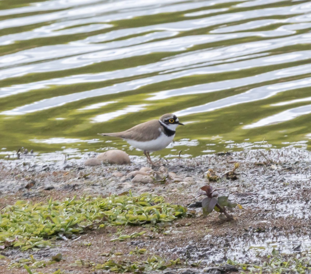 Spolvilla's tweet photo. Made the most of the sun today @ladywalk_nr. Was hoping for a warbler fest but they were well hidden! Heard Blackcap, Reed, Willow and Whitethroat but not spotted. Plenty of other cracking birds tho - highlights LRP, Little Egret, Common Sand, Goosander. With @OriginalQwerty https://t.co/5RMeDCMO5m