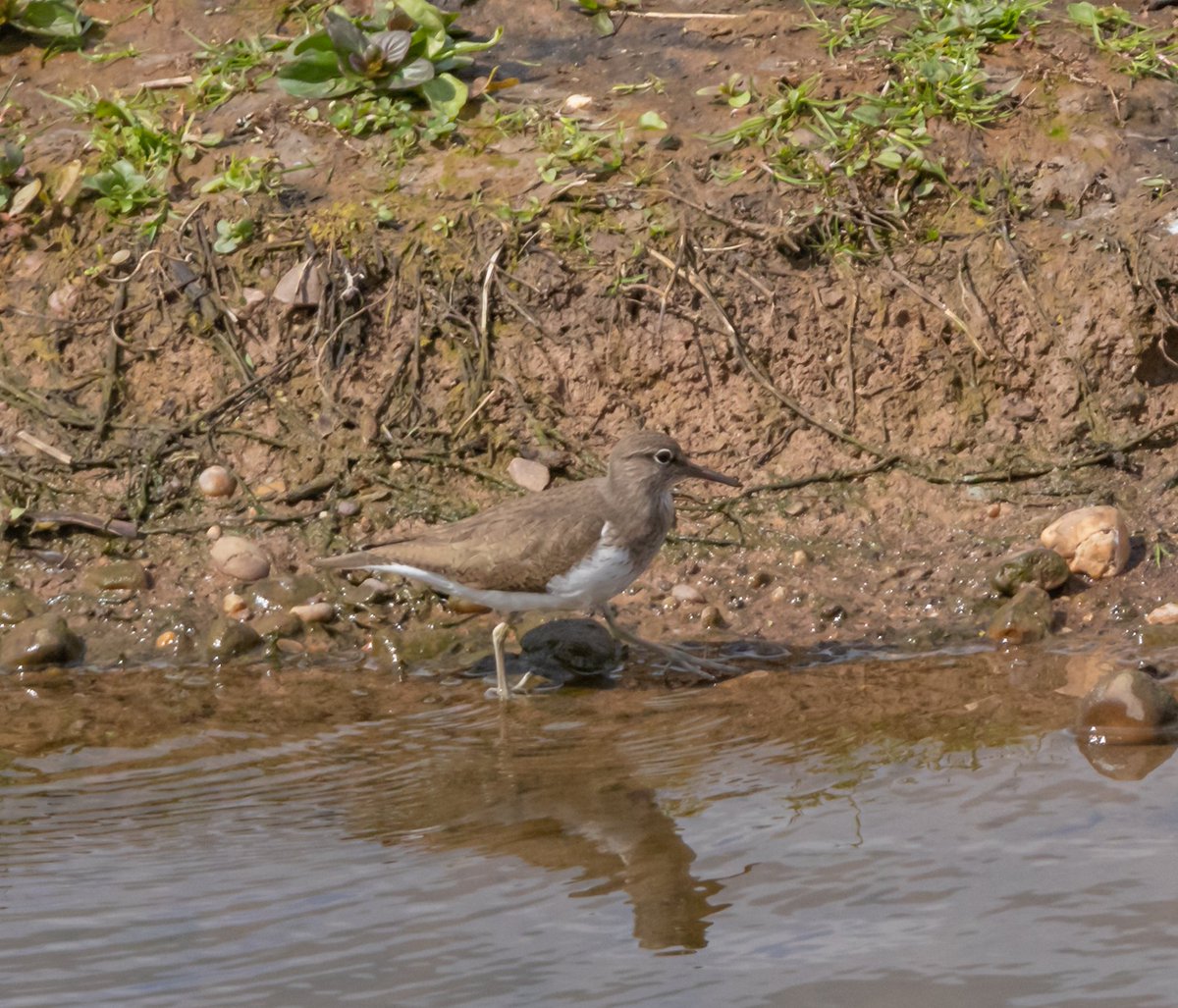 Spolvilla's tweet photo. Made the most of the sun today @ladywalk_nr. Was hoping for a warbler fest but they were well hidden! Heard Blackcap, Reed, Willow and Whitethroat but not spotted. Plenty of other cracking birds tho - highlights LRP, Little Egret, Common Sand, Goosander. With @OriginalQwerty https://t.co/5RMeDCMO5m