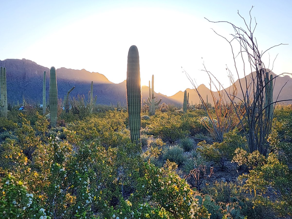 Sunrise this morning in the desert. 🌅 🌵