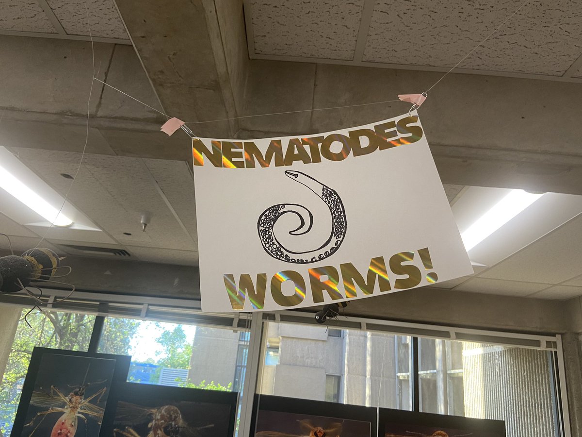 The UC Davis Nematology team is ready for Picnic Day, the annual campus open house! 🪱 We’re so excited to talk about plant-parasitic, animal-parasitic, and free-living nematodes. Thanks to the @TheSCNCoalition, @NSF, @UCDavisEntomolo for supporting our booth!