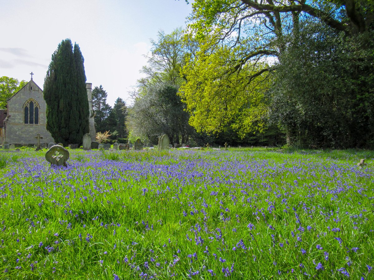 Churchyard bluebells in Exbury #NewForest @godsacre @wildflower_hour @GreenHampshire