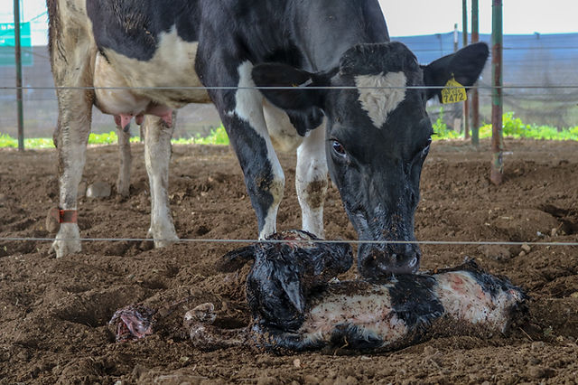 Stopped Clock Ⓥ tweet media