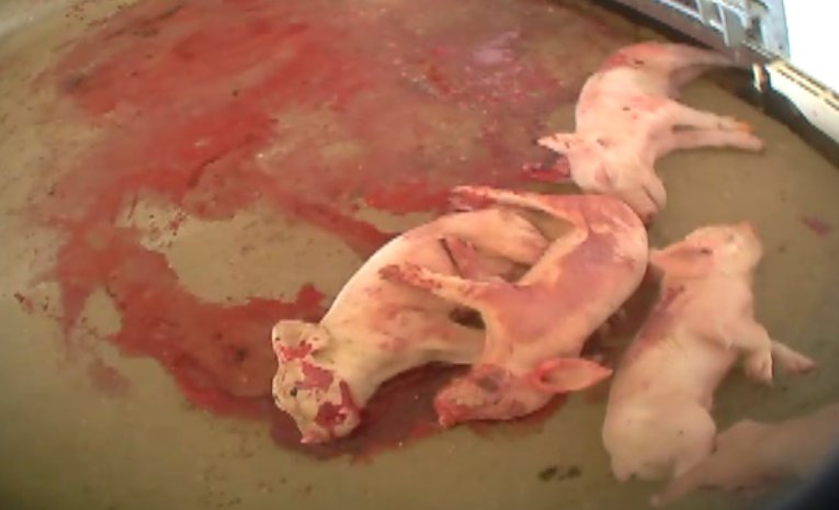 Stopped Clock Ⓥ tweet media