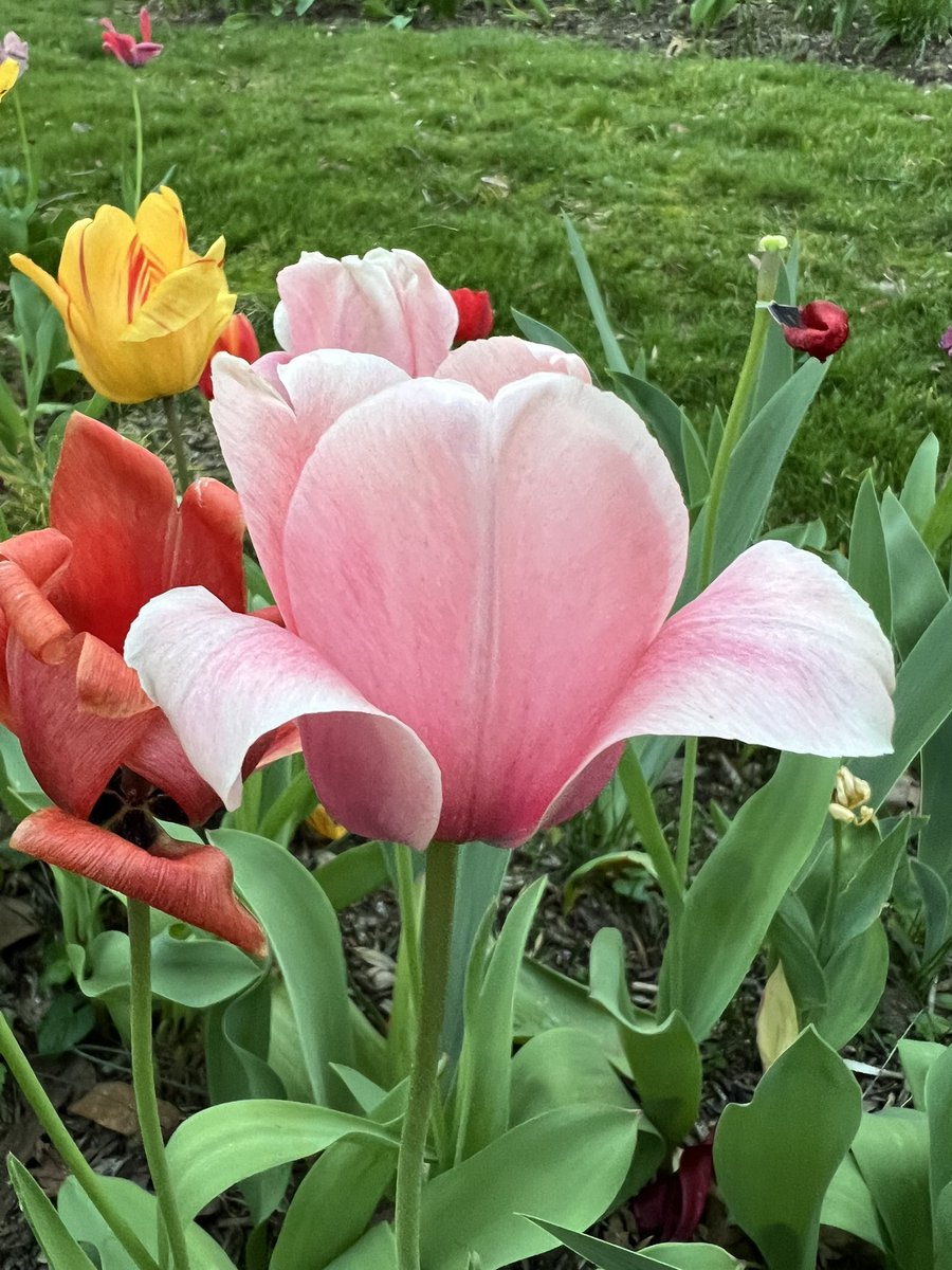 Tulip 🌷 season 😍