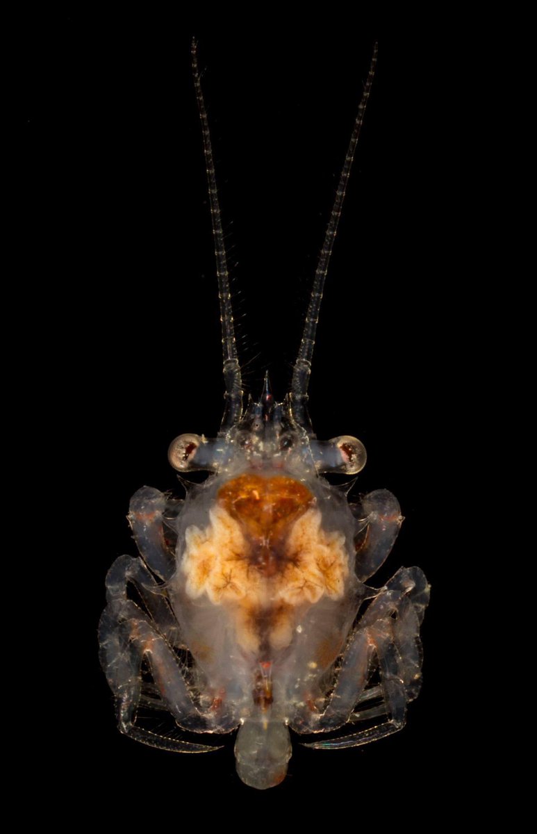 Masked crab Zoea