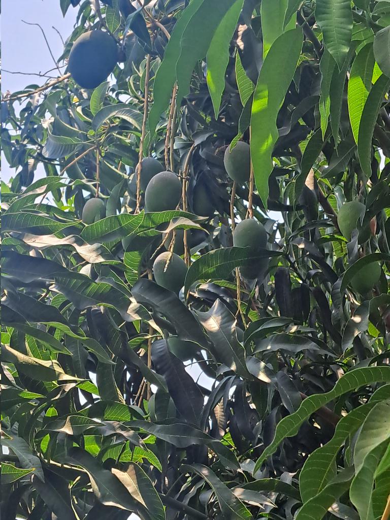 Omniatua1's tweet photo. El fruto😋
#DeCasa https://t.co/tqlpQqMgJ8