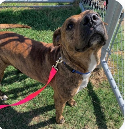DAK #A366494 1year 6months yet the death shelter  will 💉 him 4/22 #CorpusChristiTx Plz  #PLEDGE #RESCUE #FOSTER he has scars all over his body indication of a dog fight victim bless him, he also has MEDICAL NEEDS ! despite his tragic past  his likes the staff at shelter res ⬇️