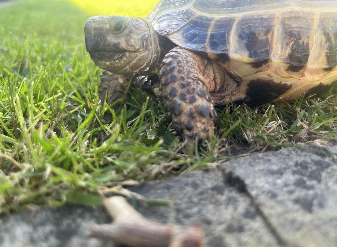 I had such a lovely day in the sun ☀️ hope everyone has a lovely Saturday #fun #tortoiseweather 🐢💚